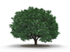木 | 草花 | 森林 | 樹木素材 | 環境・自然・エネルギー・災害 - 環境イメージ｜フリーイラスト素材