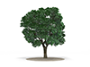 木 | 草花 | 森林 | 樹木 | 環境 | 自然 | エネルギー | 災害 - 環境イメージ｜フリーイラスト素材