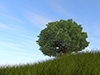 大きな木 | 青空 | 草原 | 環境・自然・エネルギー・災害 - 環境イメージ｜フリーイラスト素材