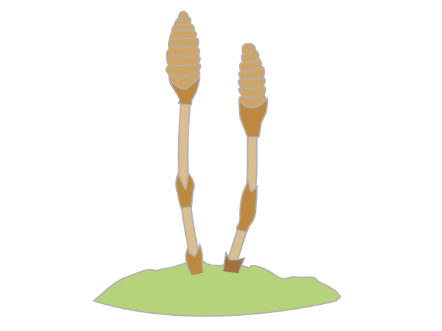 つくし｜植物｜緑 - イベント/シーズン/季節/ダウンロード/無料/イラスト/春/夏/秋/冬