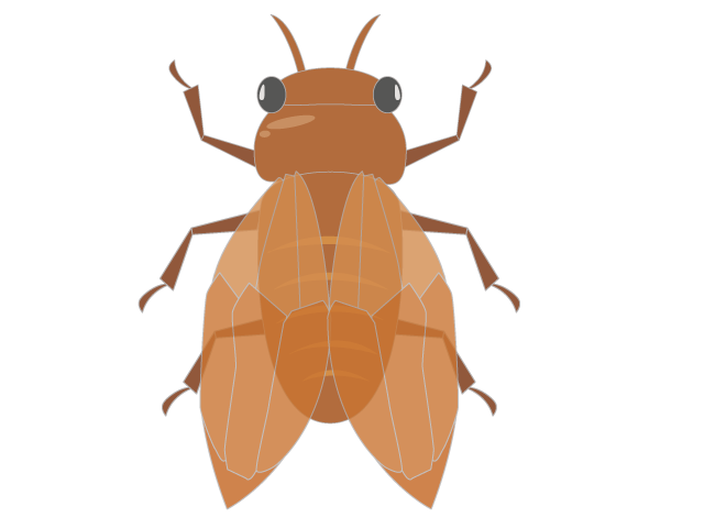 蝉｜昆虫 - イベント/シーズン/季節/ダウンロード/無料/イラスト/春/夏/秋/冬