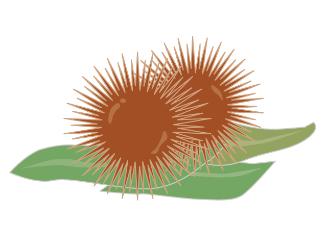 栗｜食べ物 - イベント/シーズン/季節/ダウンロード/無料/イラスト/春/夏/秋/冬