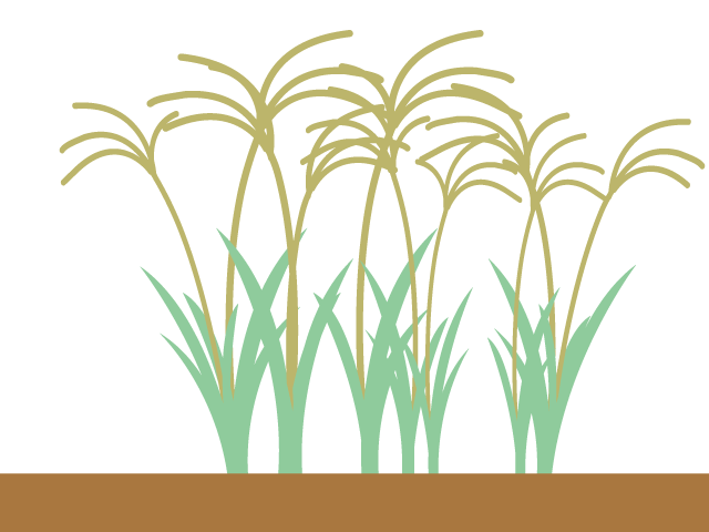 米｜イネ - イベント/シーズン/季節/ダウンロード/無料/イラスト/春/夏/秋/冬