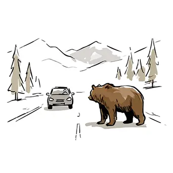 Illustration of a large brown bear crossing in front of a car on a mountain road and a driver braking in surprise