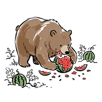 Illustration of a bear deliciously eating a watermelon filled with red fruit with its hands in a field