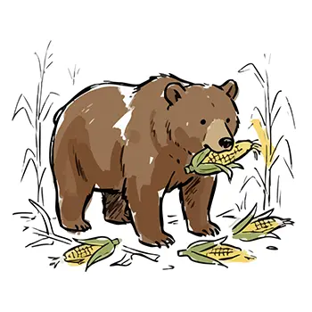 Illustration of a bear holding unharvested corn in its mouth and eating it in a field