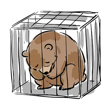 Illustration of a bear trapped inside a capture cage and sitting down dejectedly