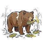 [Free Illustration] Bear Eating Corn in Field | Commercial Use OK