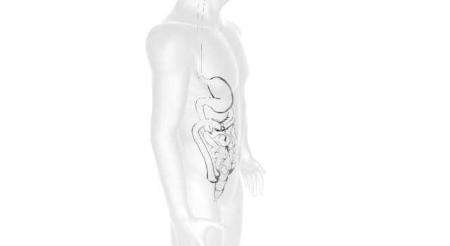 人間の体｜食道/胃｜レントゲン/診察｜看護婦/看護師 - 医療/病気/介護/病院/人物/写真/イラスト/無料ダウンロード