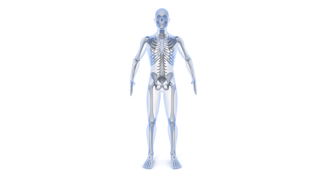 男性｜レントゲン｜検診/病気｜最新治療/病院｜血管/血液 - 医療/病気/介護/病院/人物/写真/イラスト/無料ダウンロード