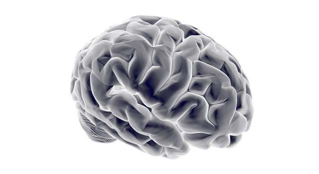 脳｜ブレイン｜頭脳/頭部｜医療施設/問診｜脳/ブレイン - 医療/病気/介護/病院/人物/写真/イラスト/無料ダウンロード