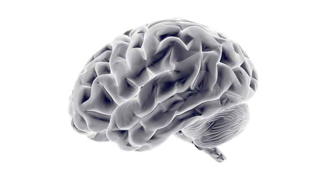 ブレイン｜頭部｜レントゲン/脳｜頭蓋骨/脳｜人体/解説 - 医療/病気/介護/病院/人物/写真/イラスト/無料ダウンロード