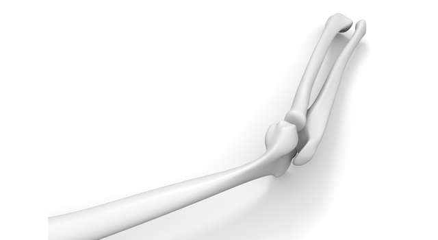 骨｜構造｜白/仕組み｜最新治療/病院｜男女/体/構造 - 医療/病気/介護/病院/人物/写真/イラスト/無料ダウンロード