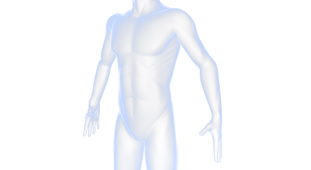 人体｜ボディ｜男性/医学｜胃/内蔵｜ヘモグロビン/赤血球 - 医療/病気/介護/病院/人物/写真/イラスト/無料ダウンロード