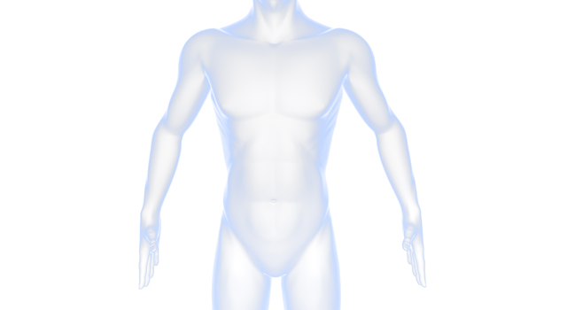 男性の体｜裸/医療｜科学/医学｜脳/ブレイン - 医療/病気/介護/病院/人物/写真/イラスト/無料ダウンロード