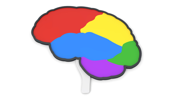 脳｜前頭葉｜頭頂葉/側頭葉/後頭葉｜病/やまい｜子供/お医者さん - 医療/病気/介護/病院/人物/写真/イラスト/無料ダウンロード