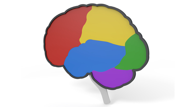 脳｜小脳｜脳幹/ブレイン/後頭葉｜点滴/発熱｜内蔵/臓器 - 医療/病気/介護/病院/人物/写真/イラスト/無料ダウンロード