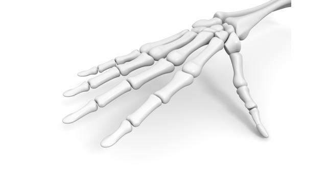 手｜骨組み｜構造/骸骨｜胃/内蔵｜あばら骨/胸部 - 医療/病気/介護/病院/人物/写真/イラスト/無料ダウンロード