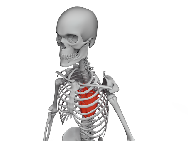 心臓 | 骸骨 | スケルトン | 標本 - 医療/病気/介護/病院/人物/写真/イラスト/無料ダウンロード