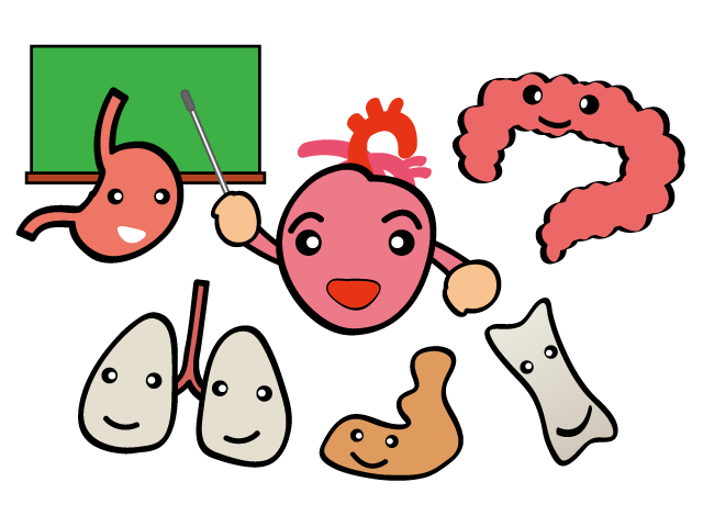 内蔵 | 体 | 骨 | 勉強 | 肺 | 心臓 - 医療/病院/人物/写真/クリップアート/フリー素材/介護/福祉