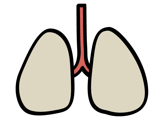 肺 | 内蔵 - 医療/病院/人物/写真/クリップアート/フリー素材/介護/福祉
